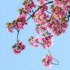 Japanse sakura: wat is het eigenlijk?