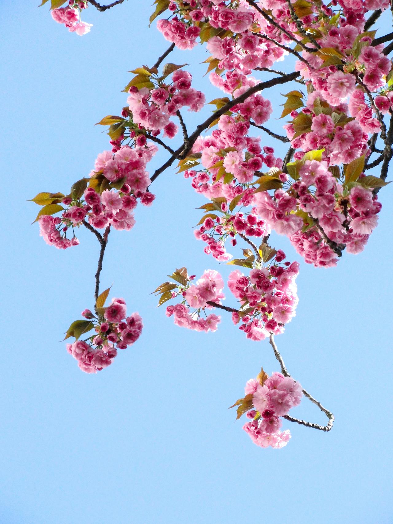 Japanse sakura: wat is het eigenlijk?