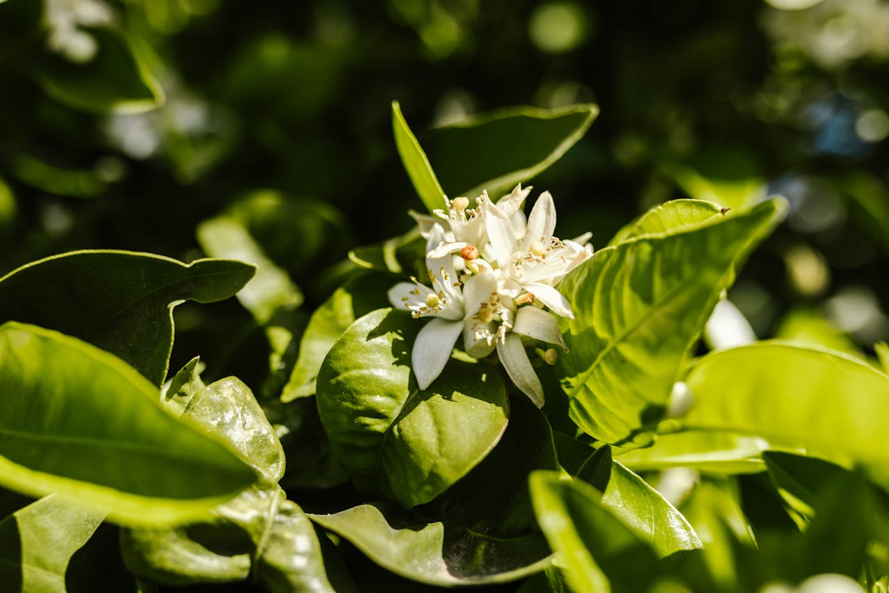 De geur van jasmijn: wat zijn nou eigenlijk de voordelen?